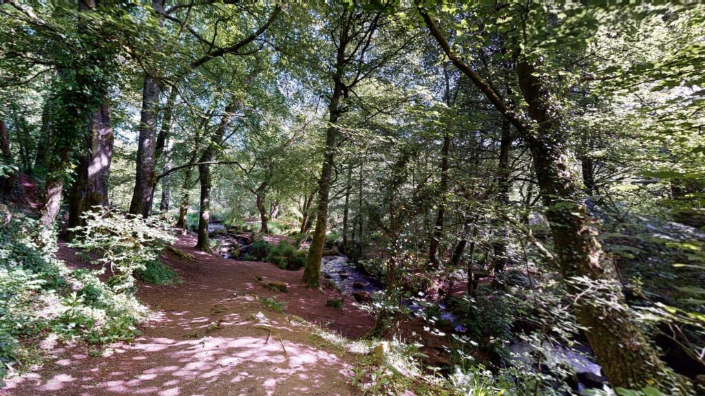 a path through a forest
